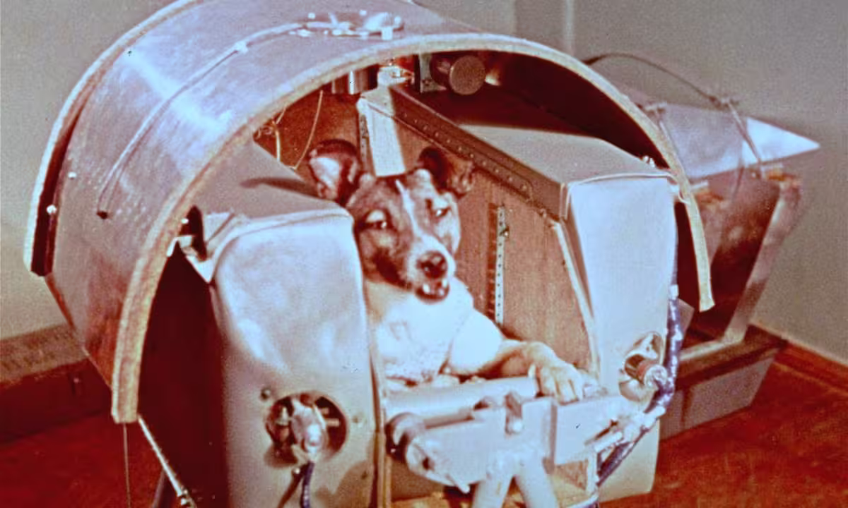 Laika – a cadela espacial. Primeiro ser vivo a orbitar a Terra.